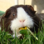 guinea-pig-eating-a-dandelion-1247557