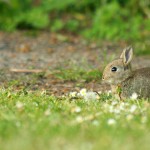 wild-rabbit-1373108