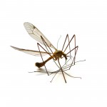 mosquito-1-1372781