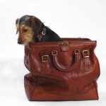 dog-in-the-bag-1362561