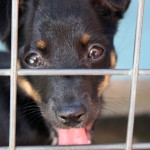 stray-puppy-with-tongue-1379989