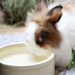 bunny-rabbit-1616124