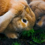 bunny-rabbits-1407520