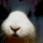 rabbit-1566446