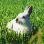 miff-the-rabbit-in-the-sun-1457970