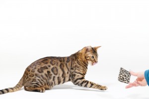 Bengal Cat playing with small Pillow