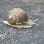 snail-3-1371927