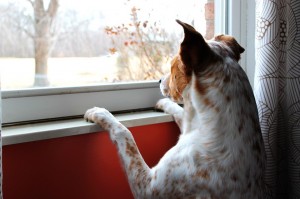 hond uitkijk raam